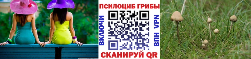 Галлюциногенные грибы Psilocybine cubensis  Белореченск 